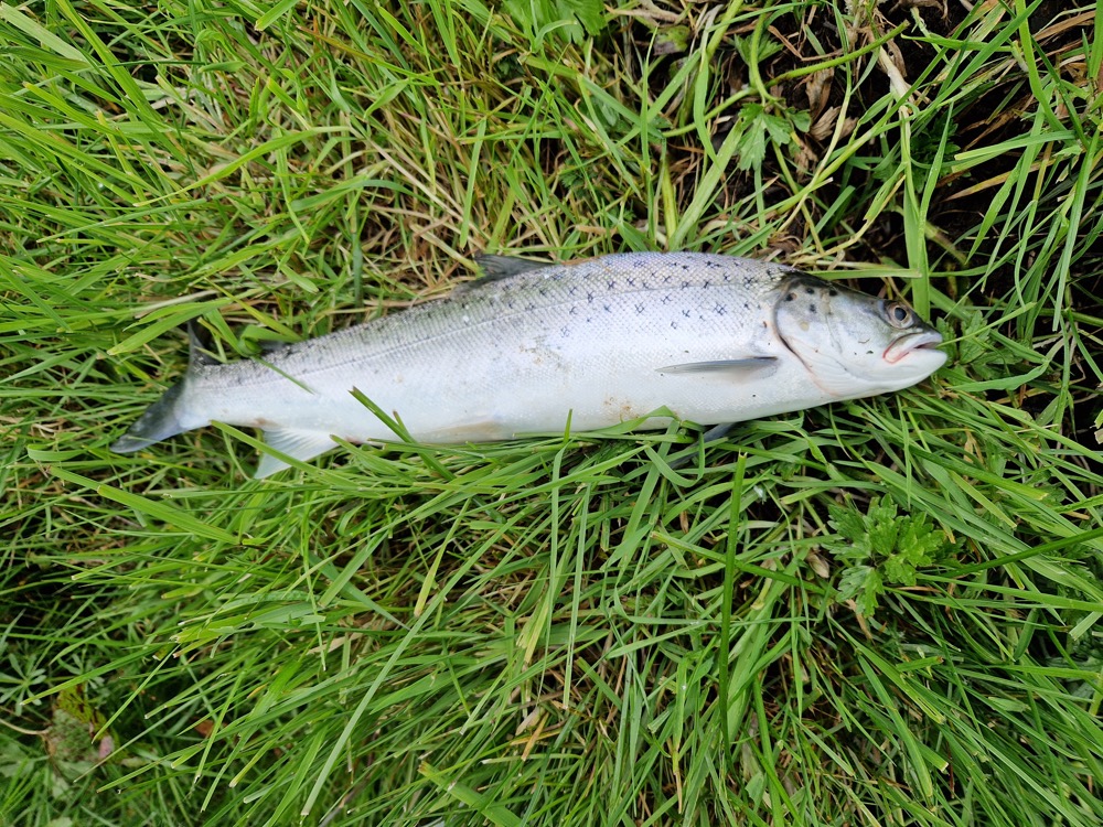 2 Lb Sea Trout by Jerome 20240426_094328
