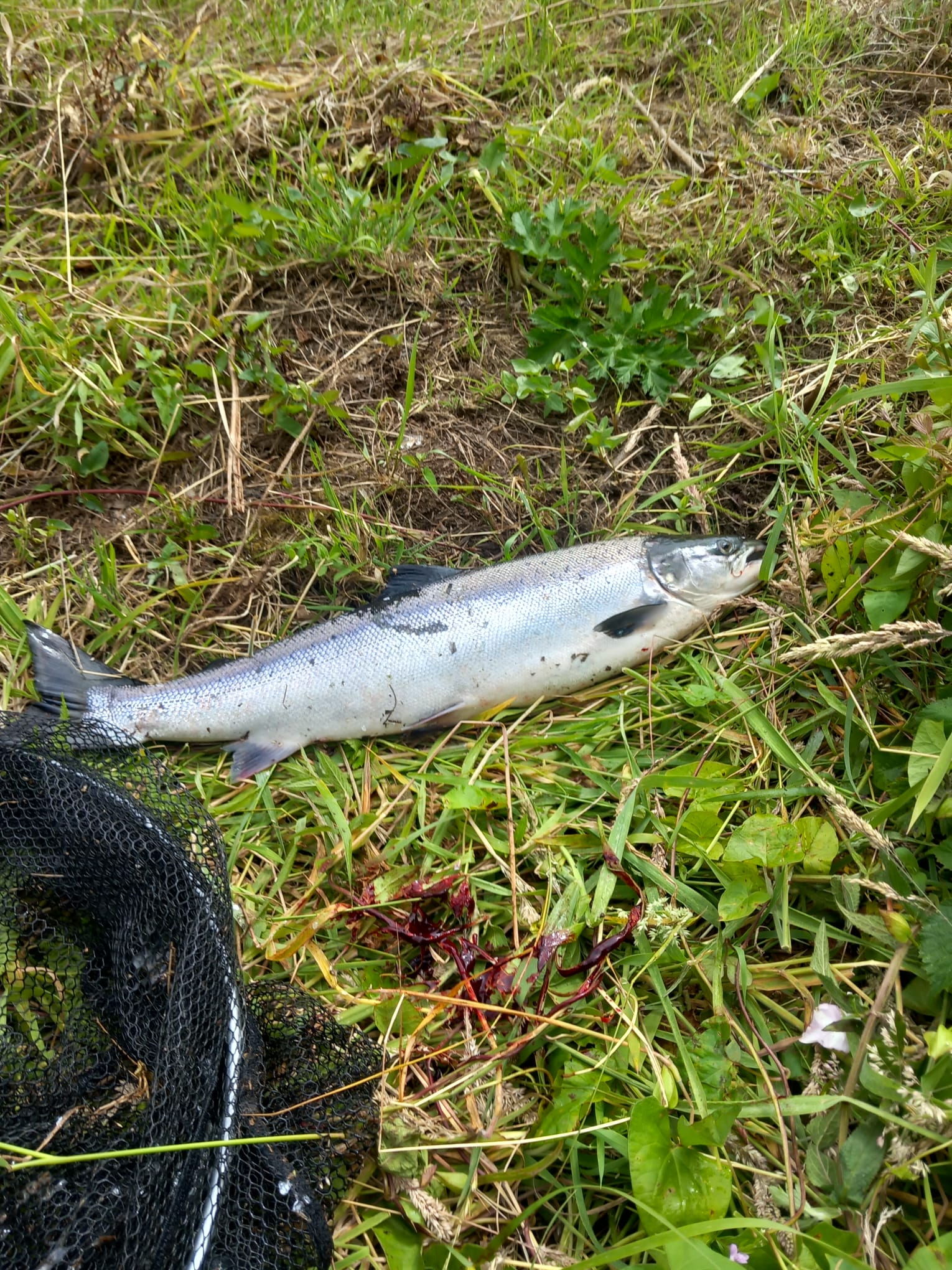 John Nyhan, 6lbs peal yesterday after the tide