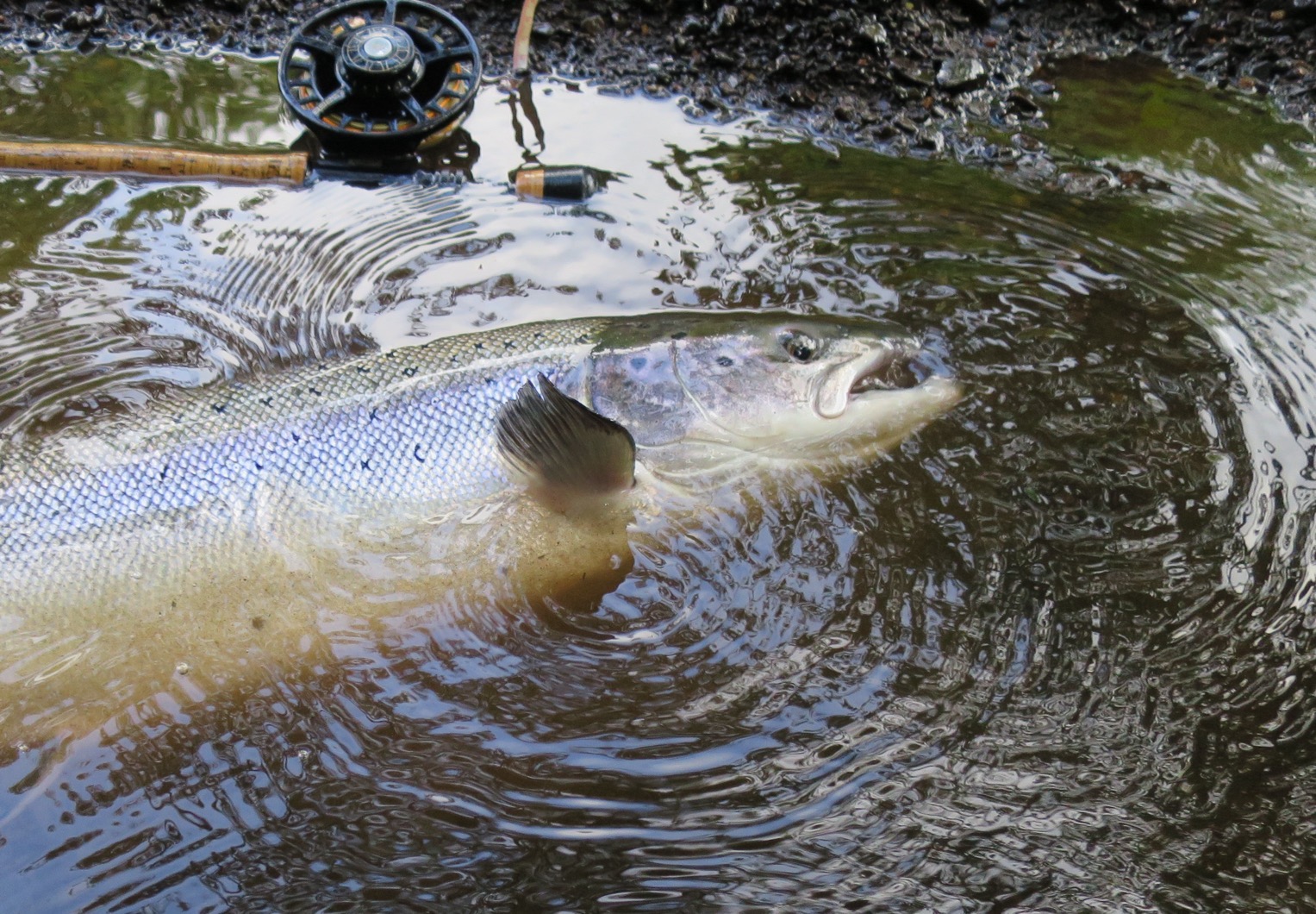 Salmon