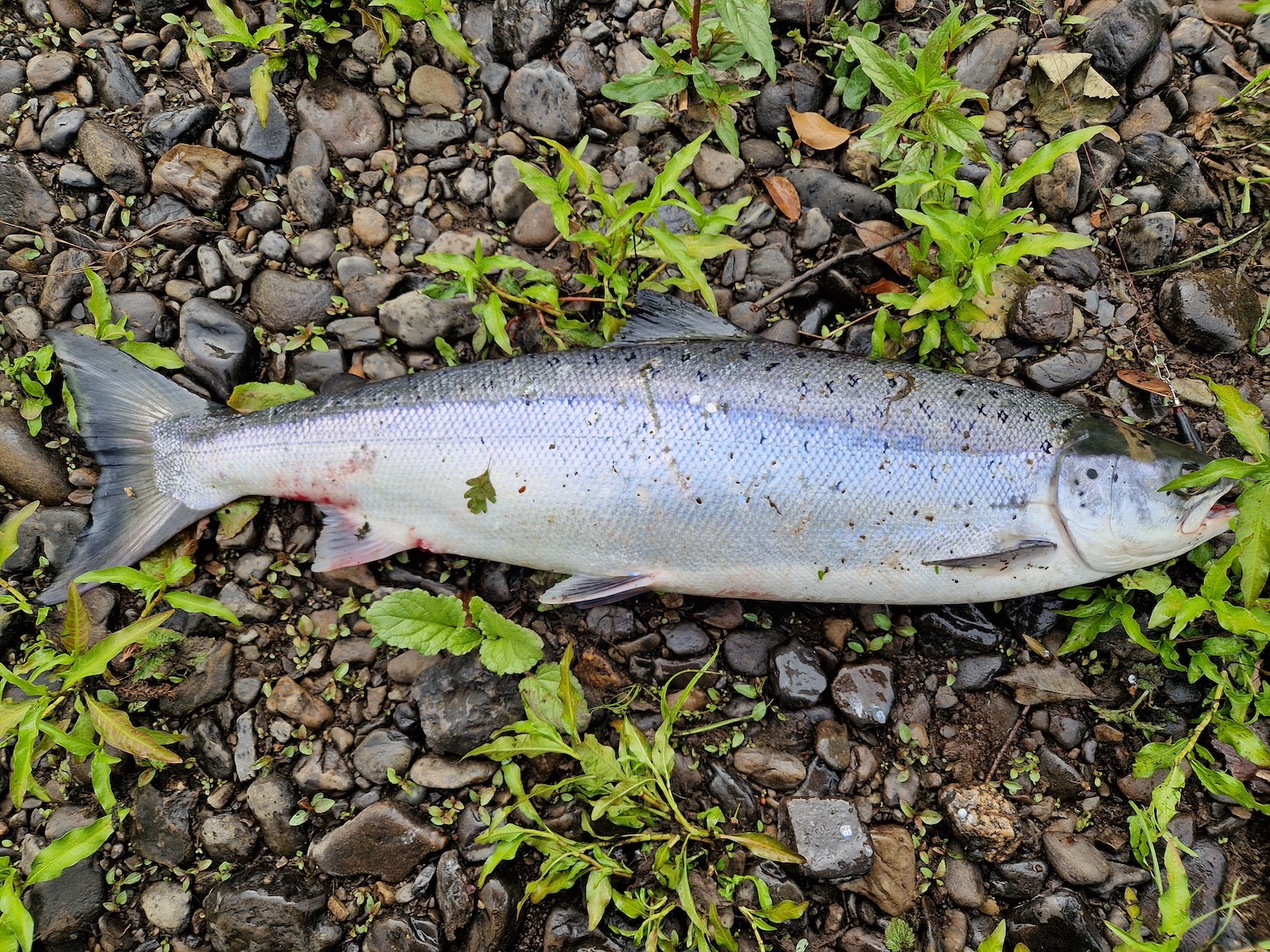 7lb8oz fresh fish